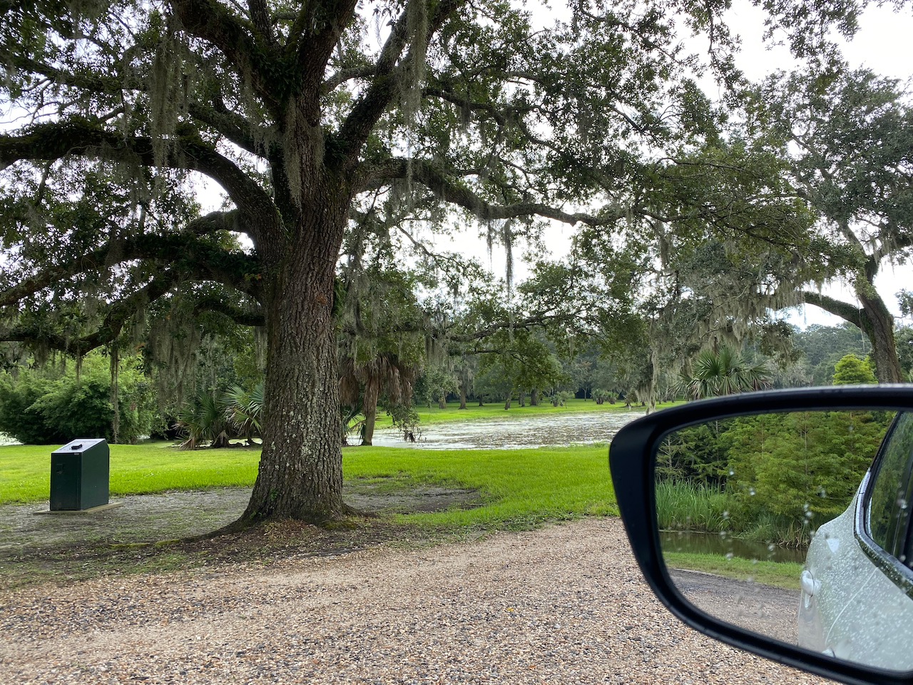 avery-island-la-gator-swamp