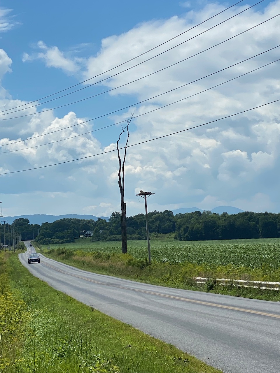 raptors - osprey nest panton vt 01.jpeg