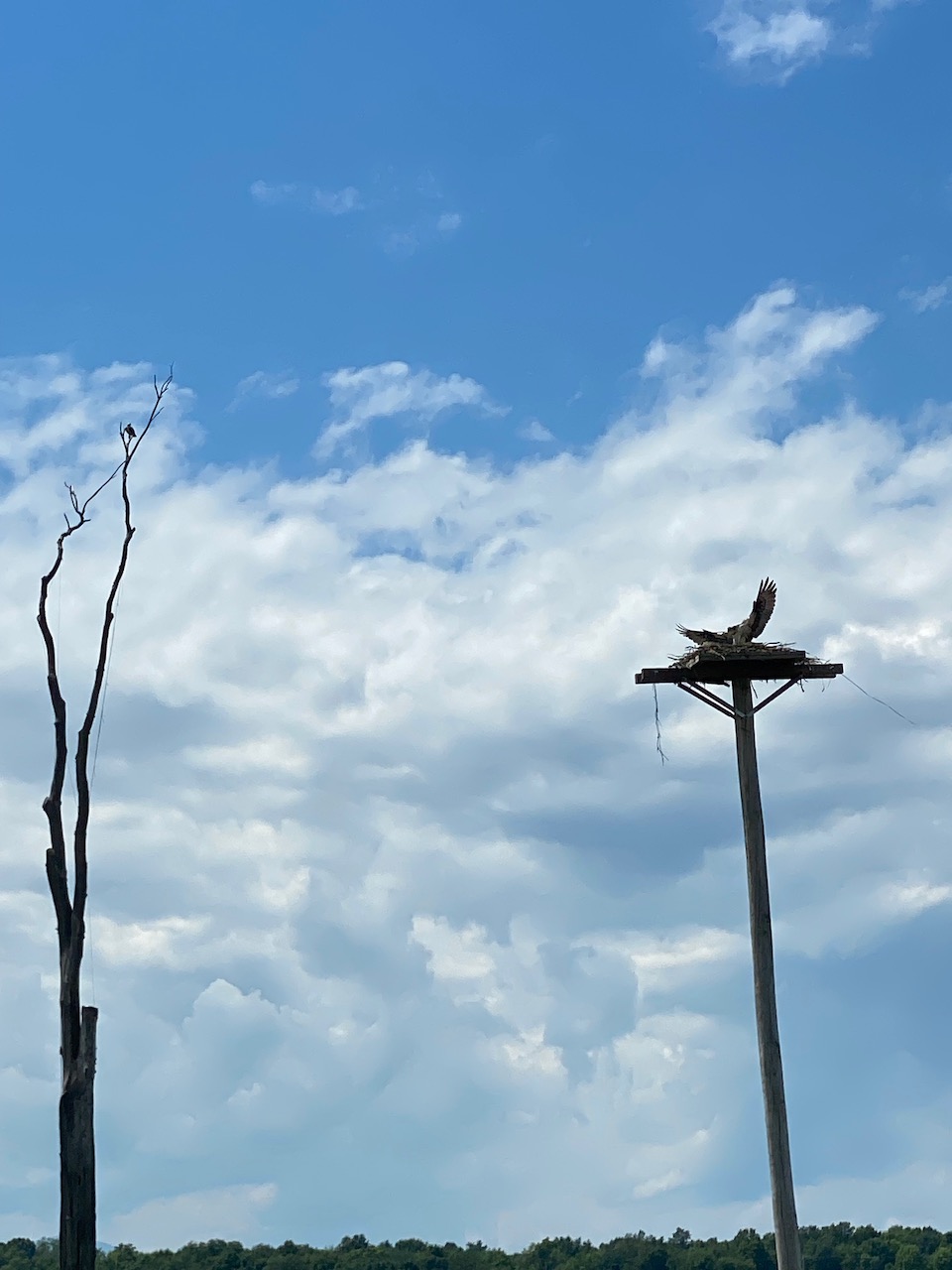 raptors - osprey nest panton vt 03.jpeg