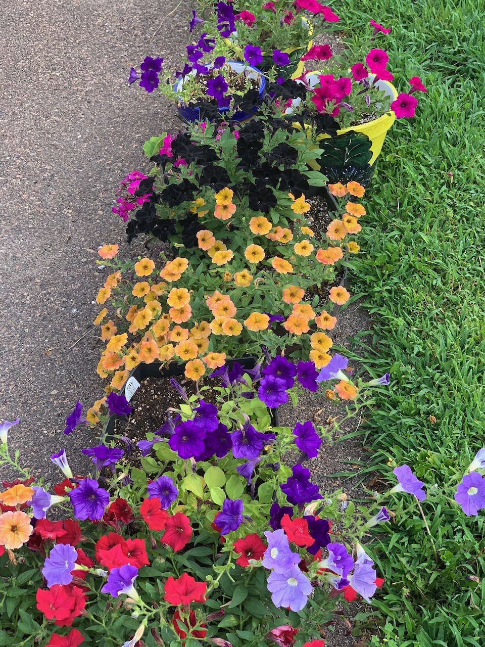 flowers - petunias july 2019.jpeg